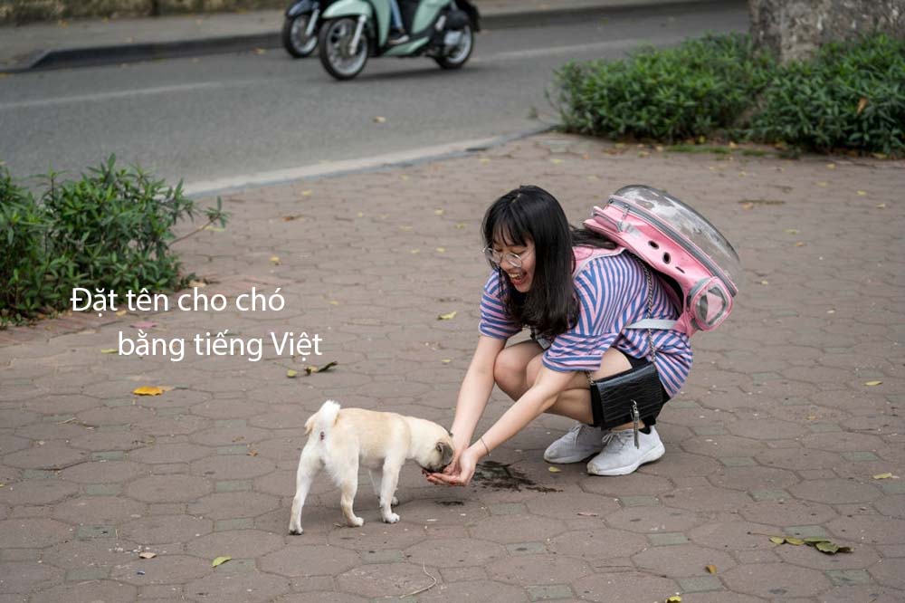 Đặt tên cho chó bằng tiếng Việt