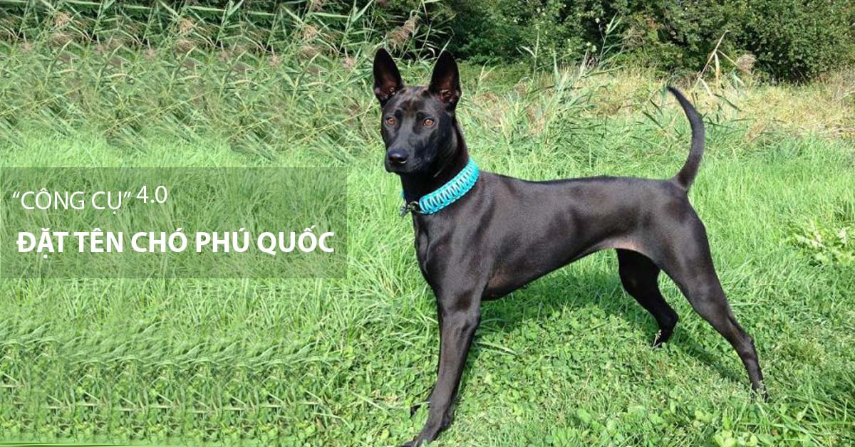 Đặt tên cho chó Phú Quốc: đực, cái hay và ý nghĩa 2023