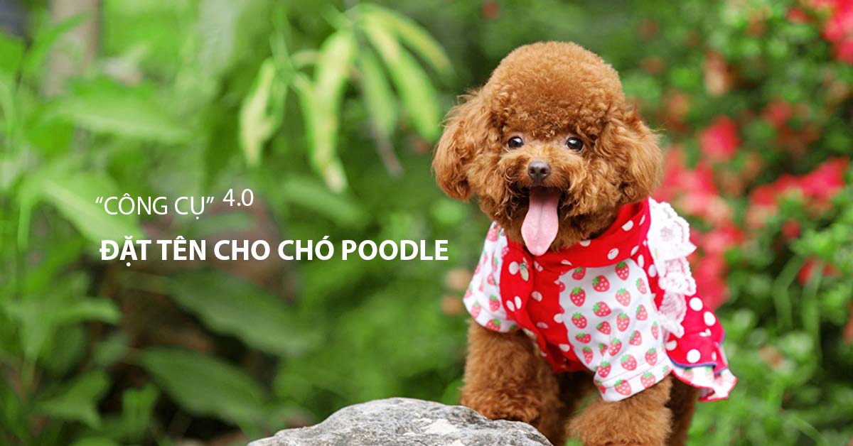 Đặt tên cho chó Poodle: dễ thương, đáng yêu và độc đáo 2022